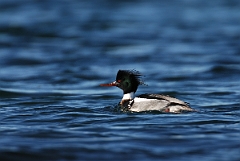 David Plant Photography - Wildlife Photography - Red-breasted merganser - C